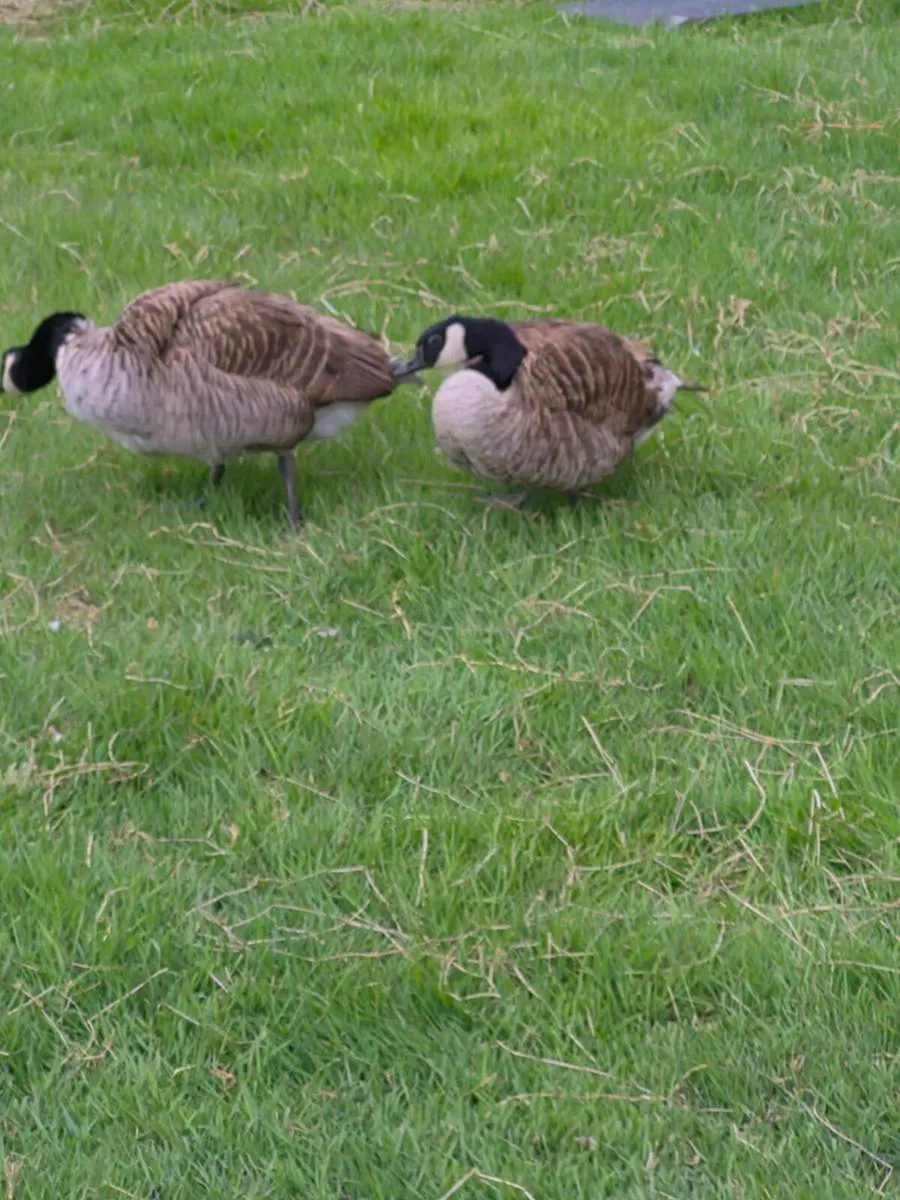 Canade Geese - Image 1
