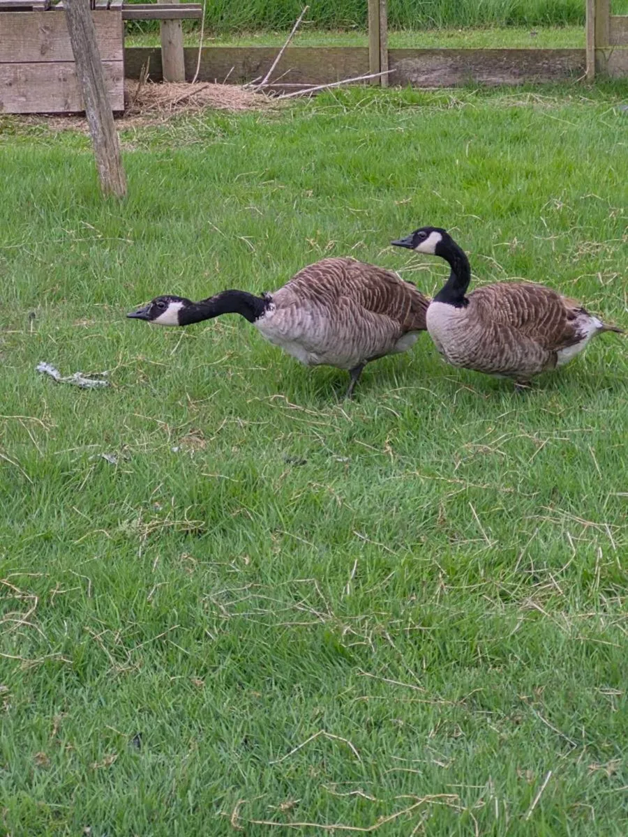 Canade Geese - Image 2