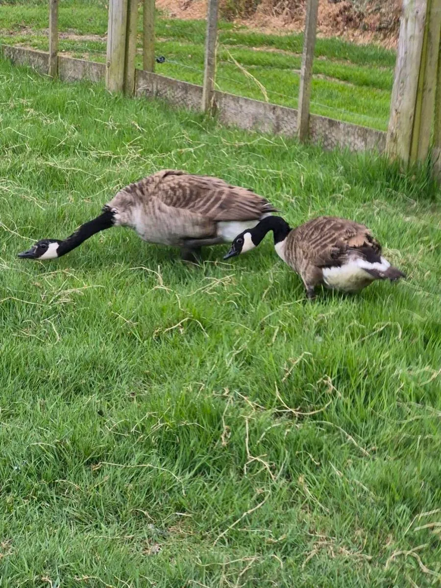 Canade Geese - Image 3