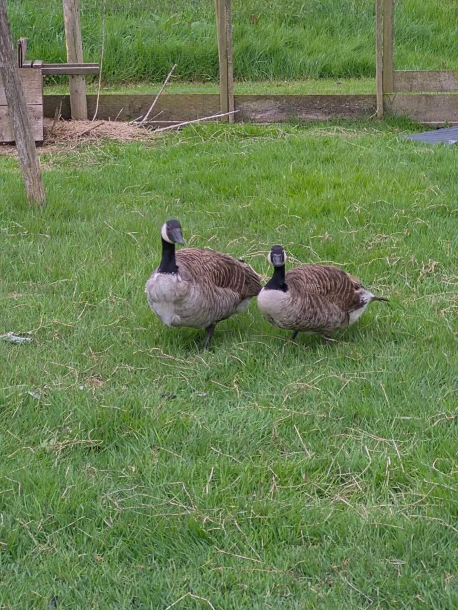Canade Geese - Image 4
