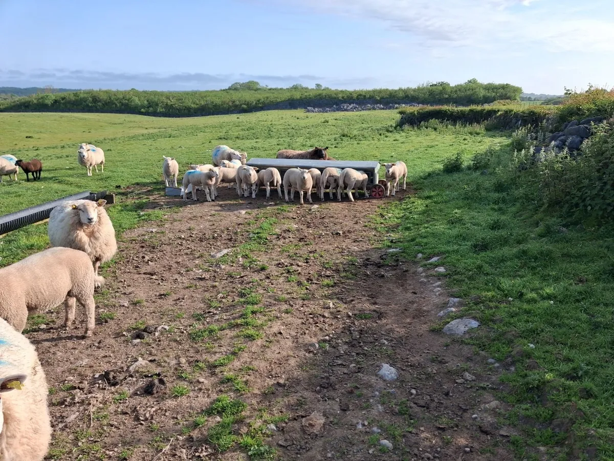 Ewes and lambs - Image 1