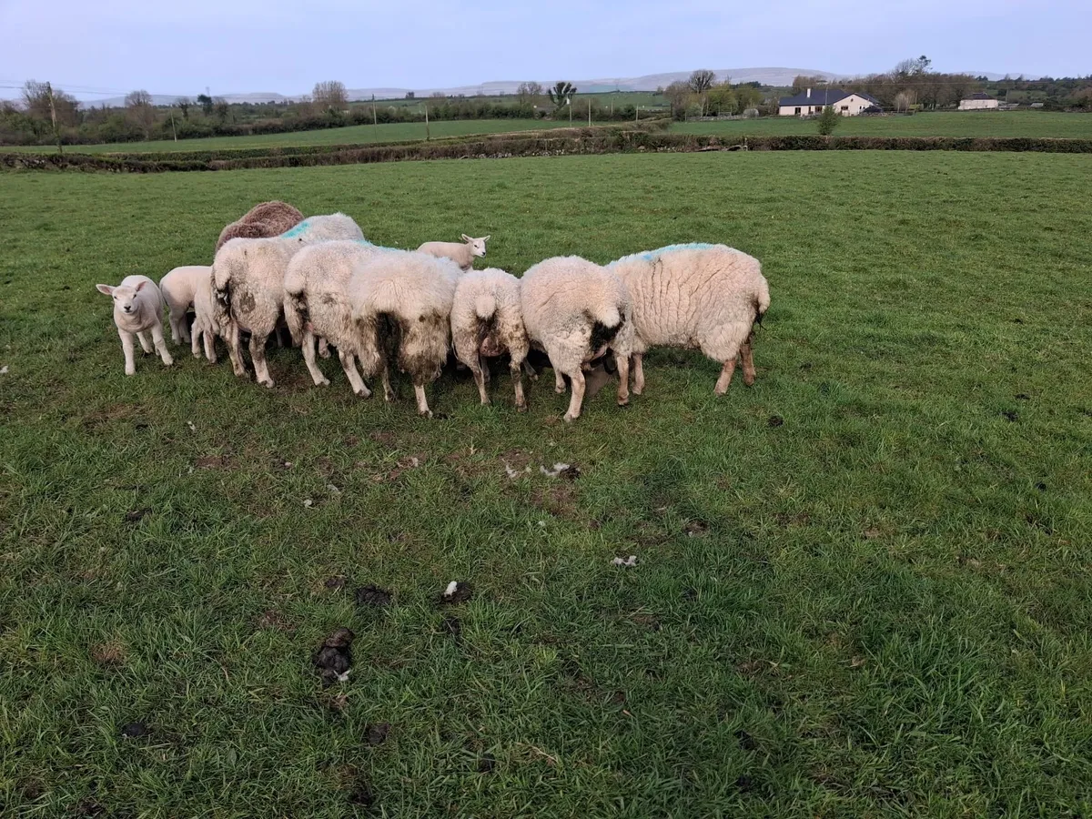 Ewes and lambs - Image 2