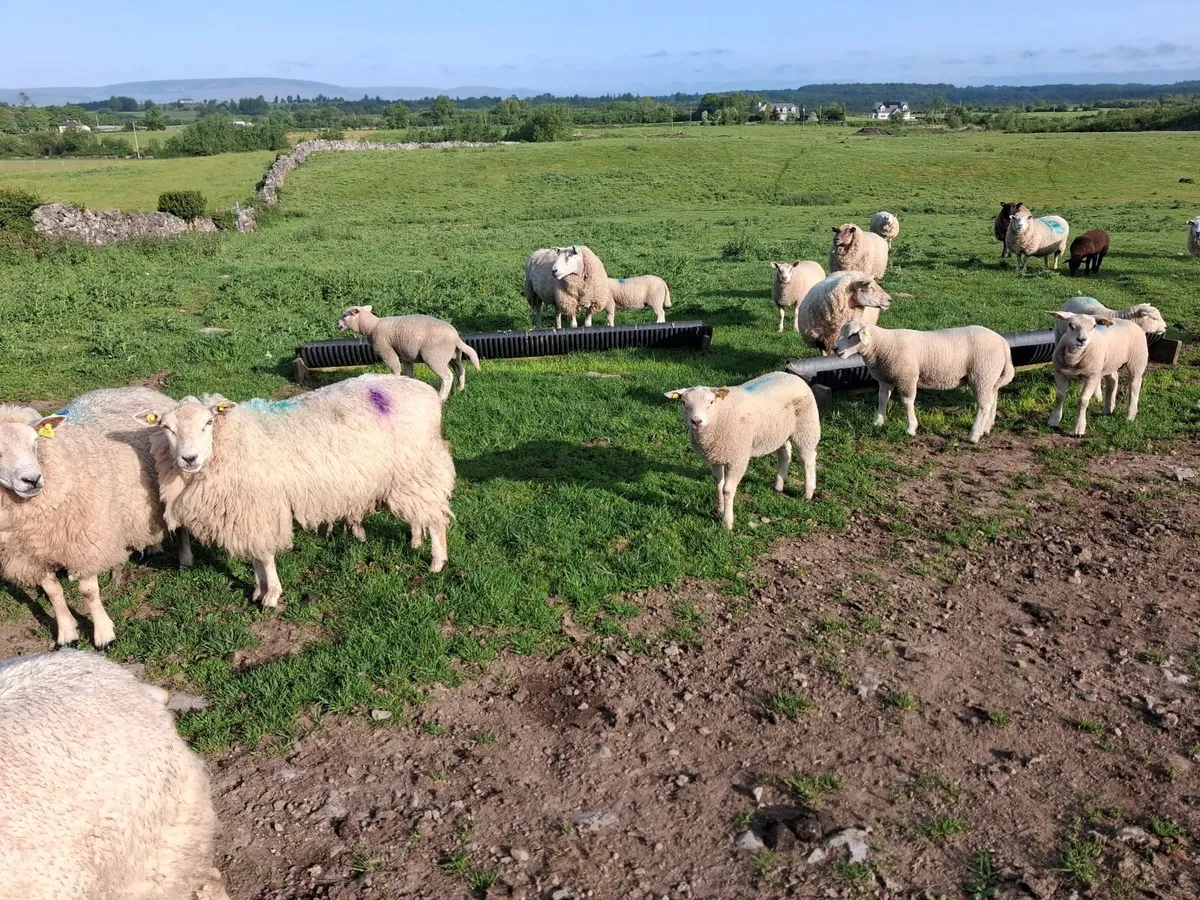 Ewes and lambs - Image 3
