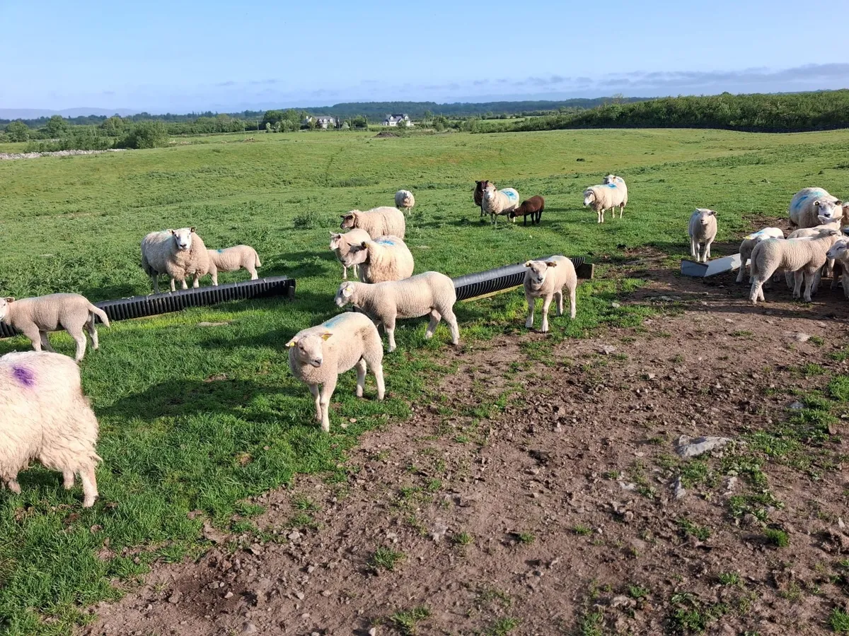 Ewes and lambs - Image 4