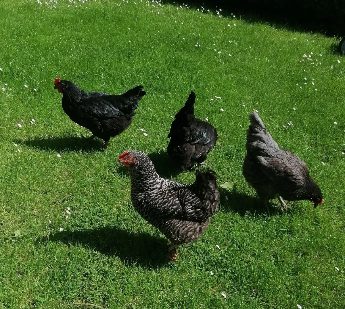4 Laying Hens - Image 1