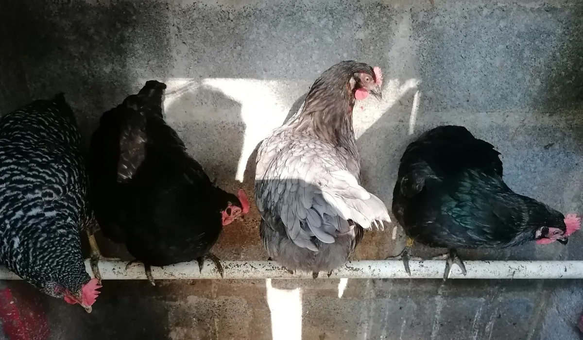 4 Laying Hens - Image 2