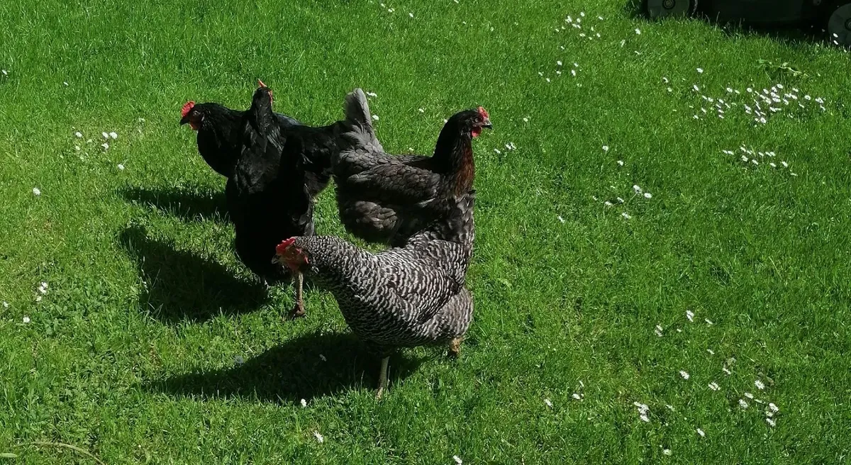 4 Laying Hens - Image 4