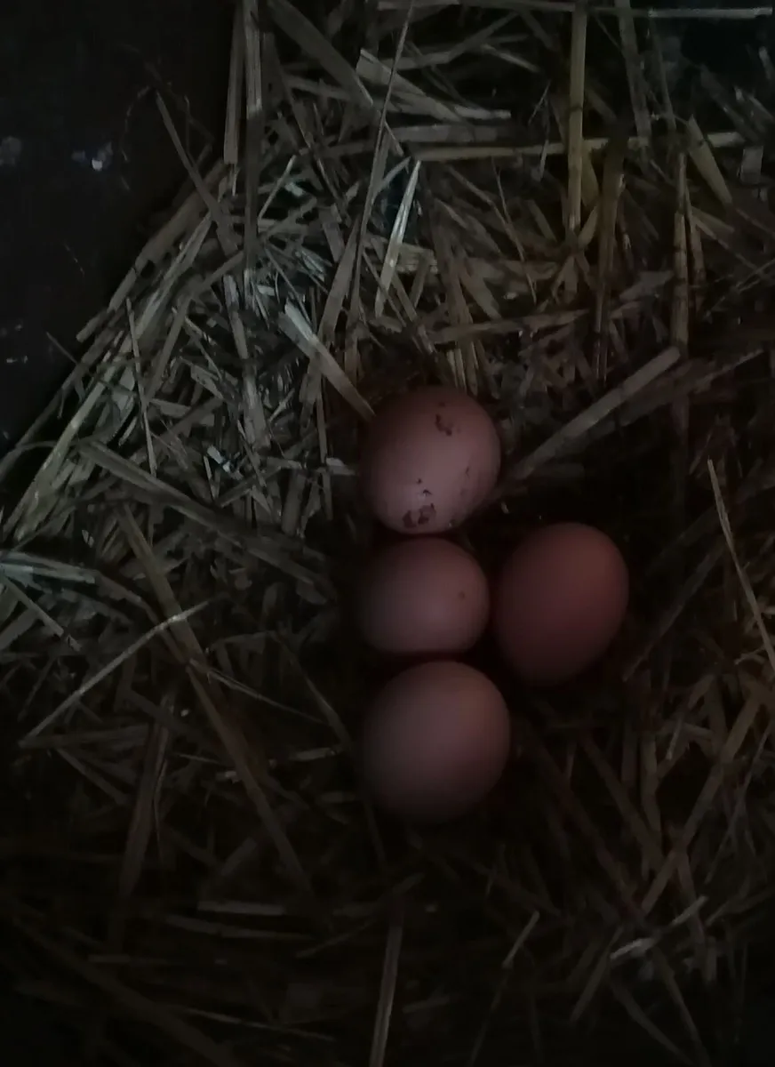 4 Laying Hens - Image 3