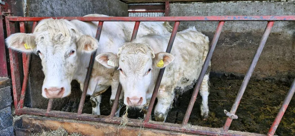 Charolais Bull & Heffer PBR - Image 3
