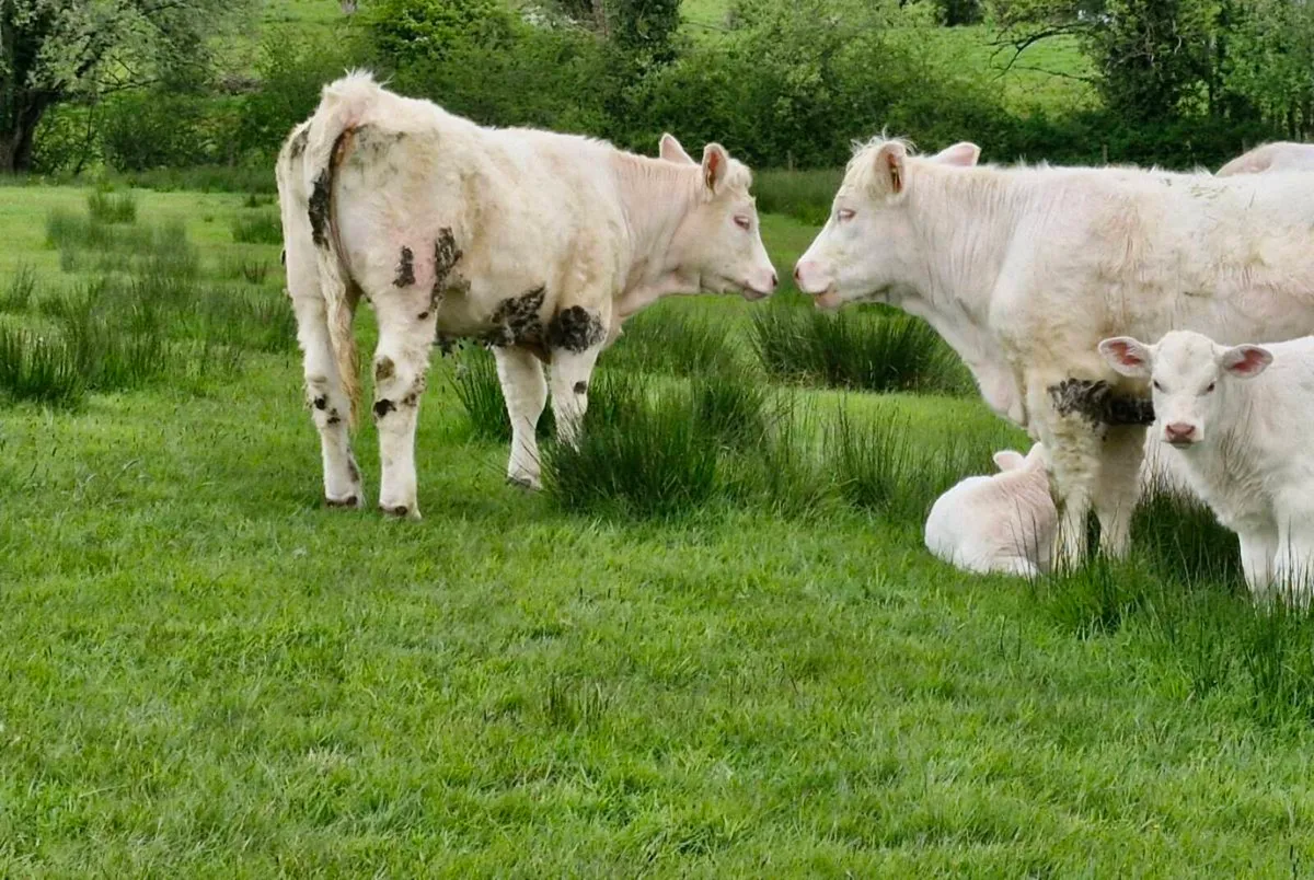 Charolais Bull & Heffer PBR - Image 4