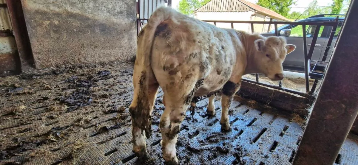 Charolais Bull & Heffer PBR - Image 1