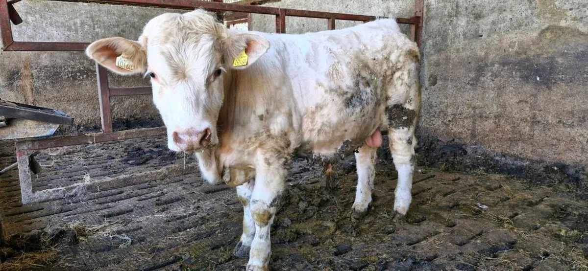 Charolais Bull & Heffer PBR - Image 2