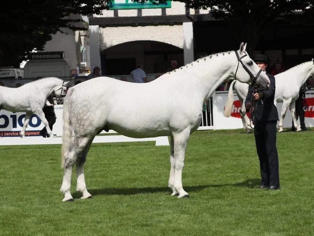 Irish Draught Stallion at Stud - Image 2