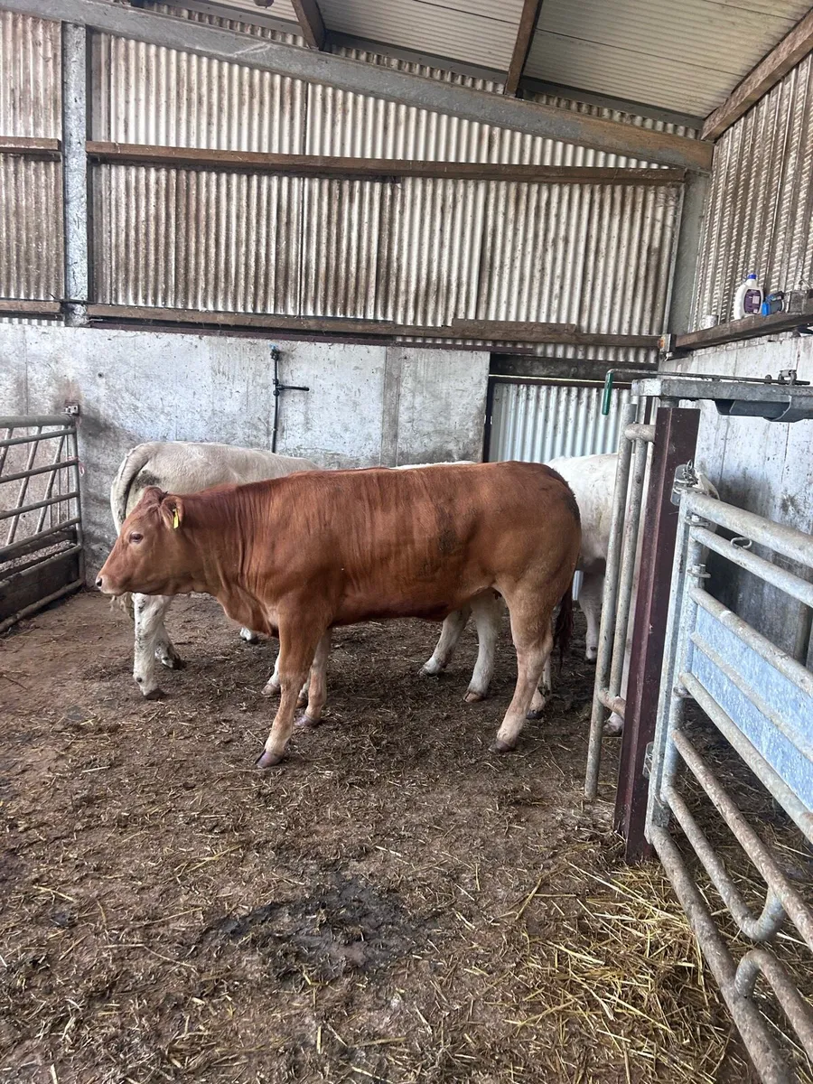 Heifers - Image 2