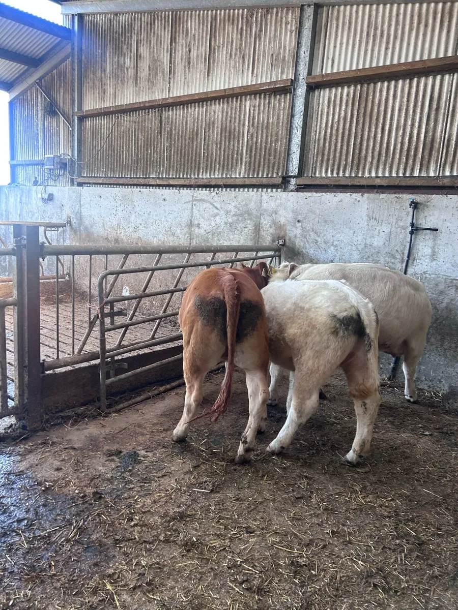 Heifers - Image 3