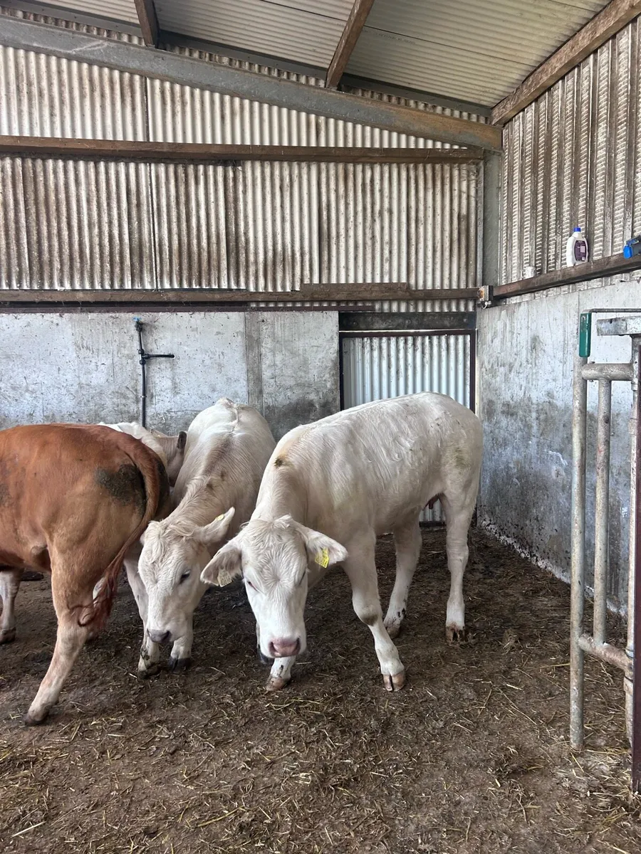 Heifers - Image 4