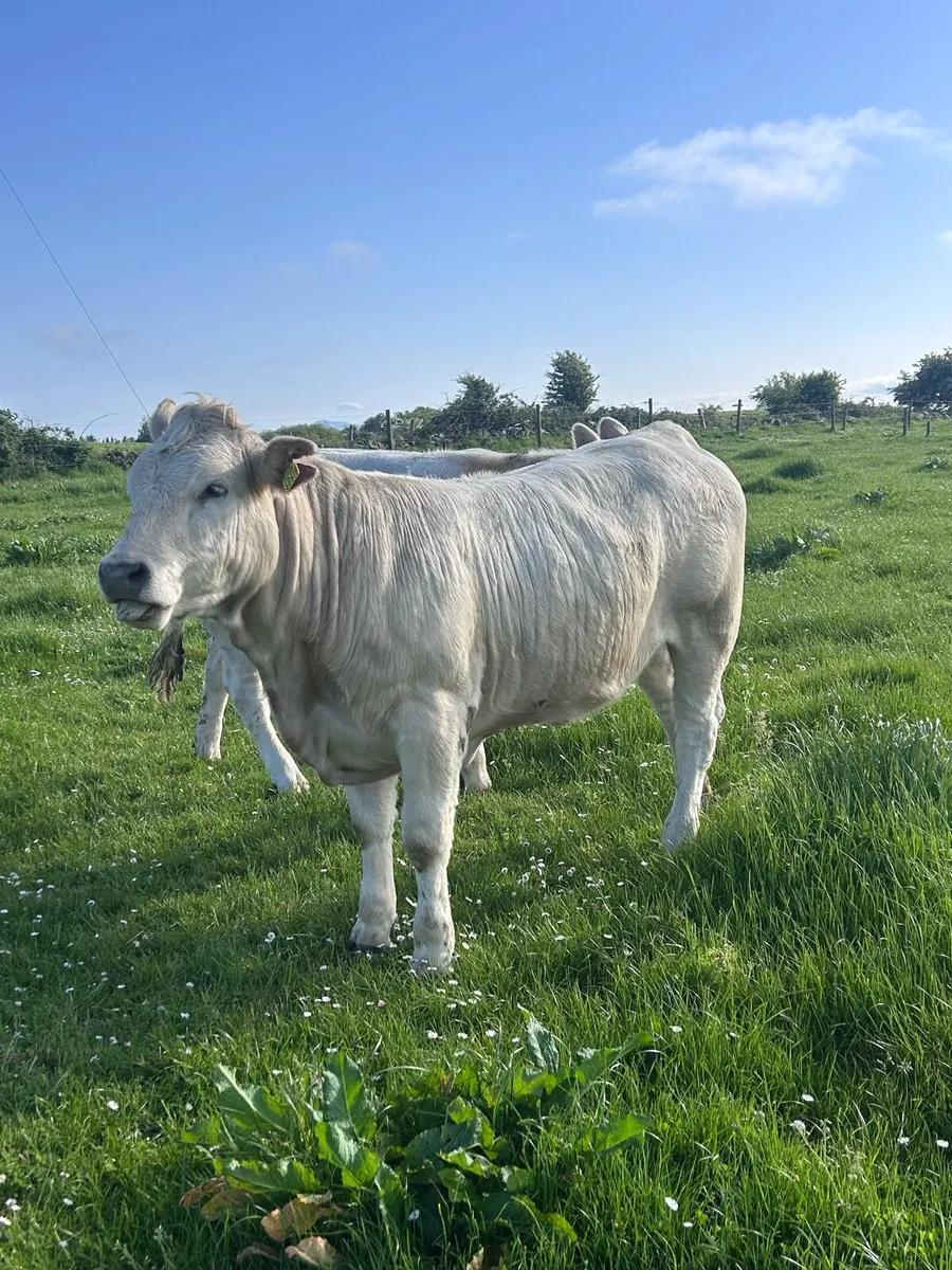 Heifers - Image 1