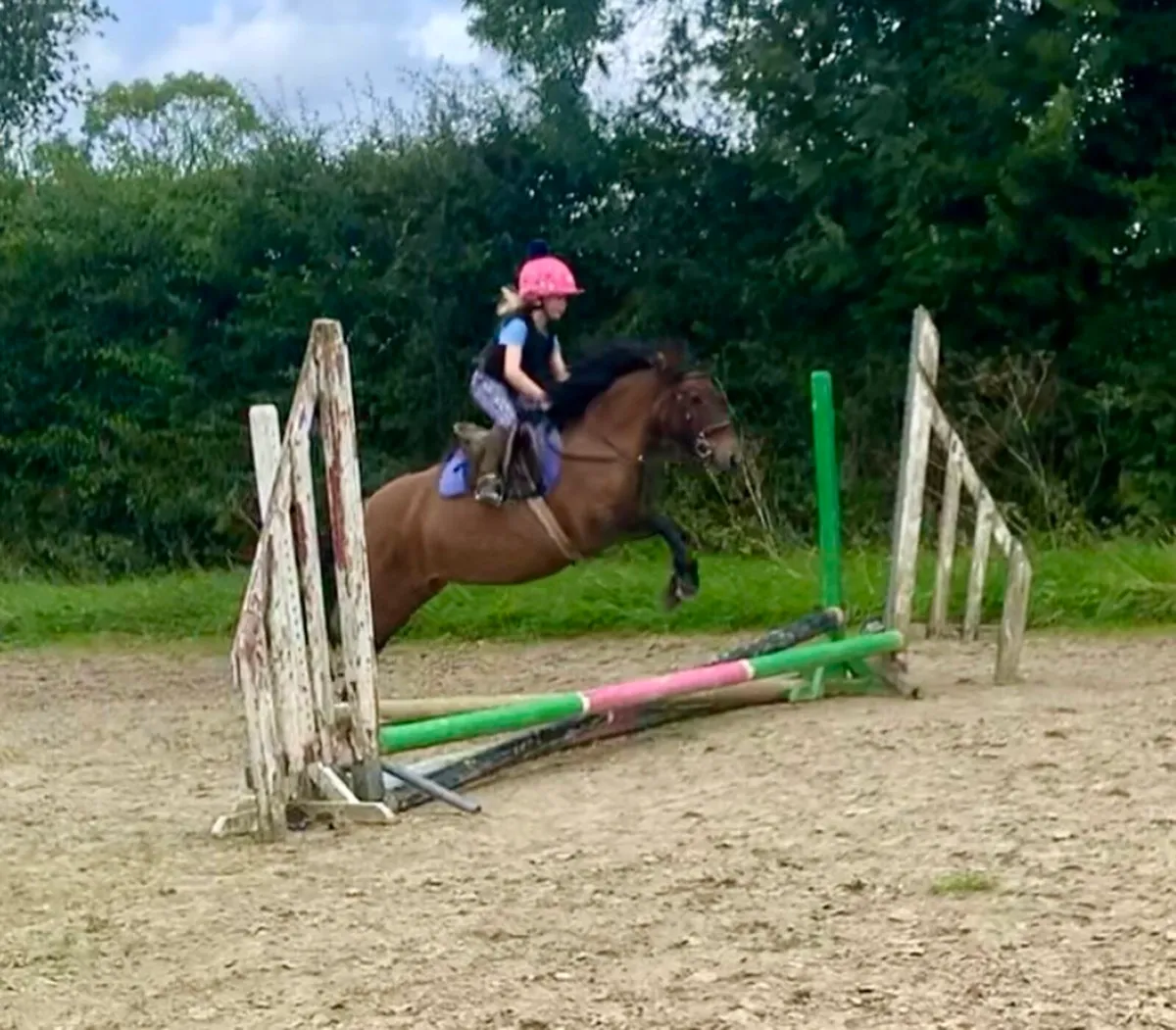 12.2 pony for sale - Image 1