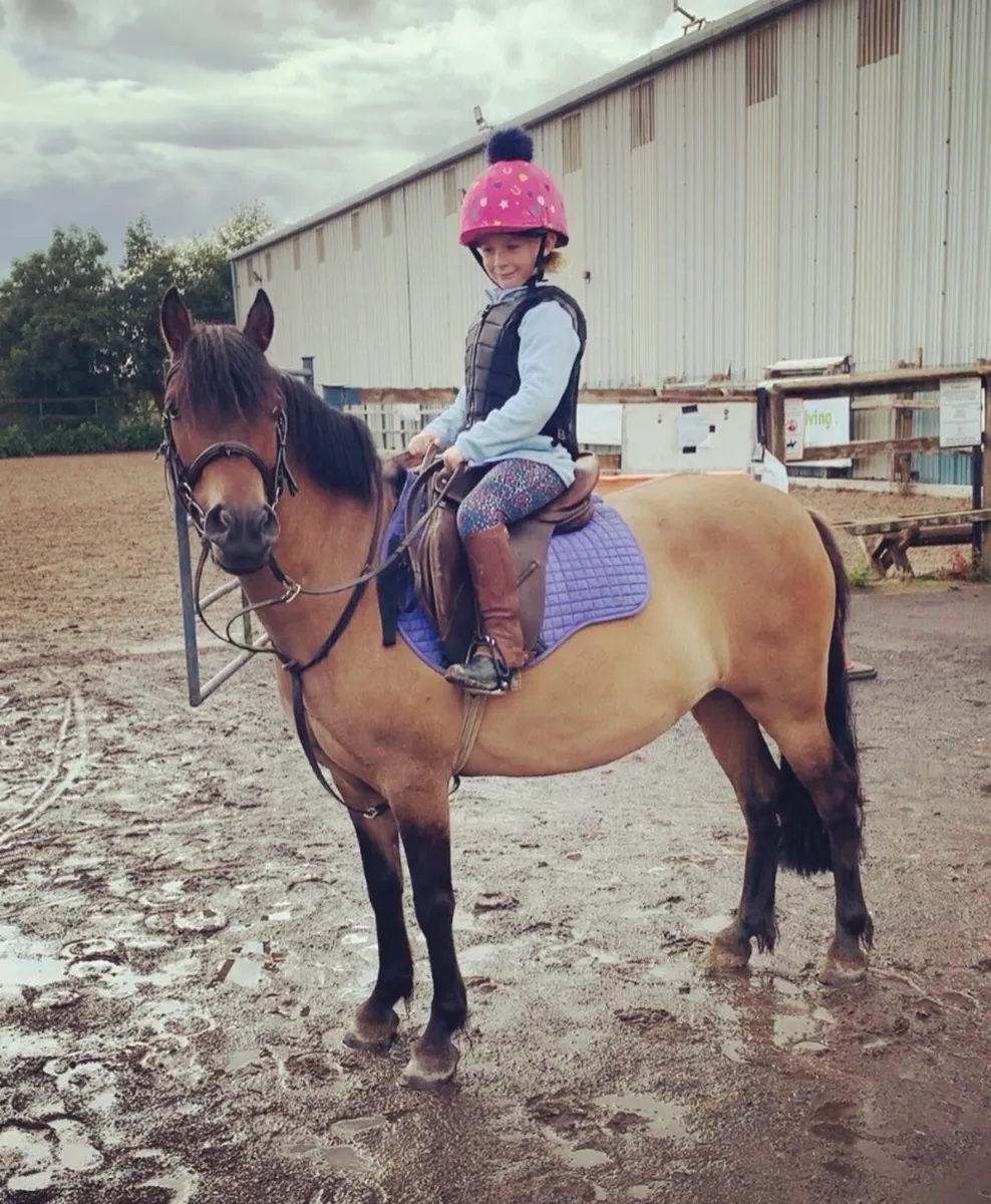 12.2 pony for sale - Image 2
