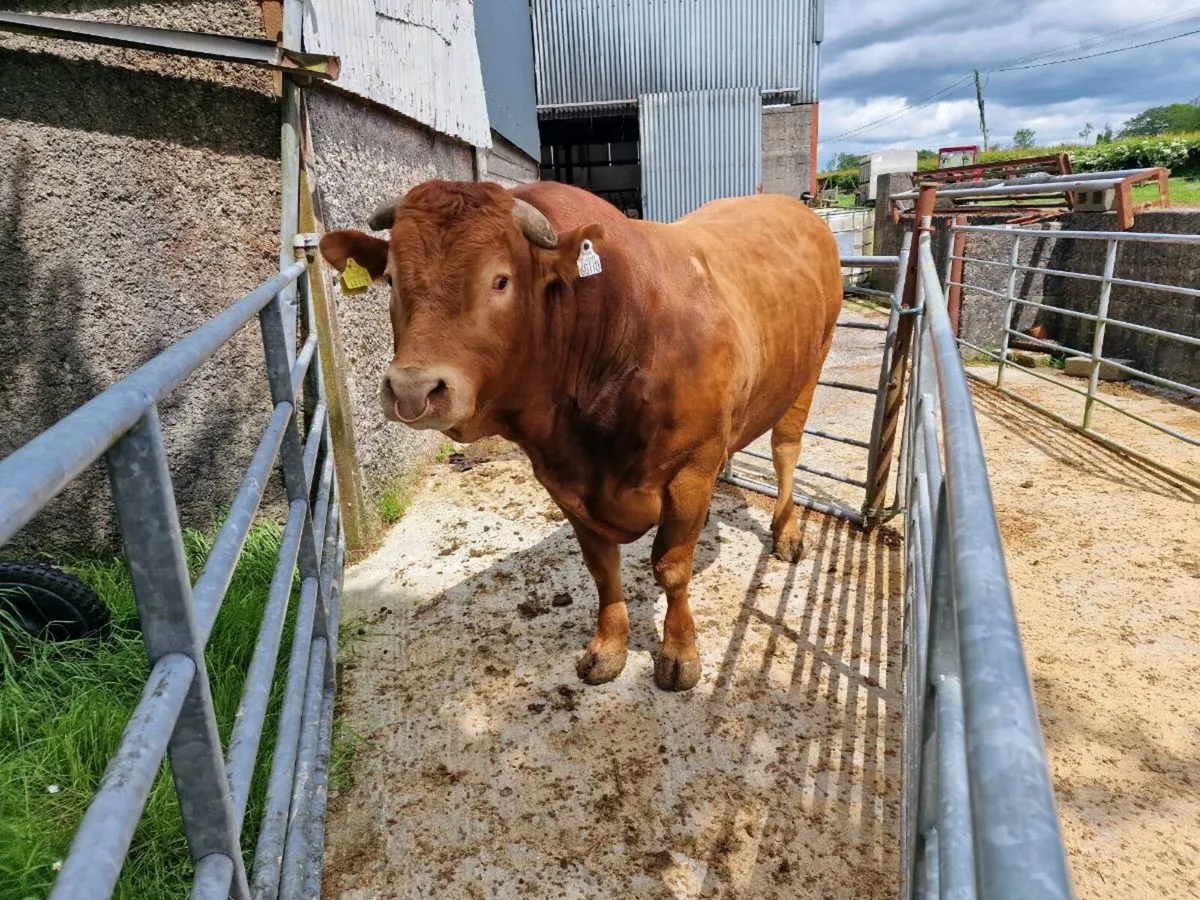 Limousin BULL - Image 1