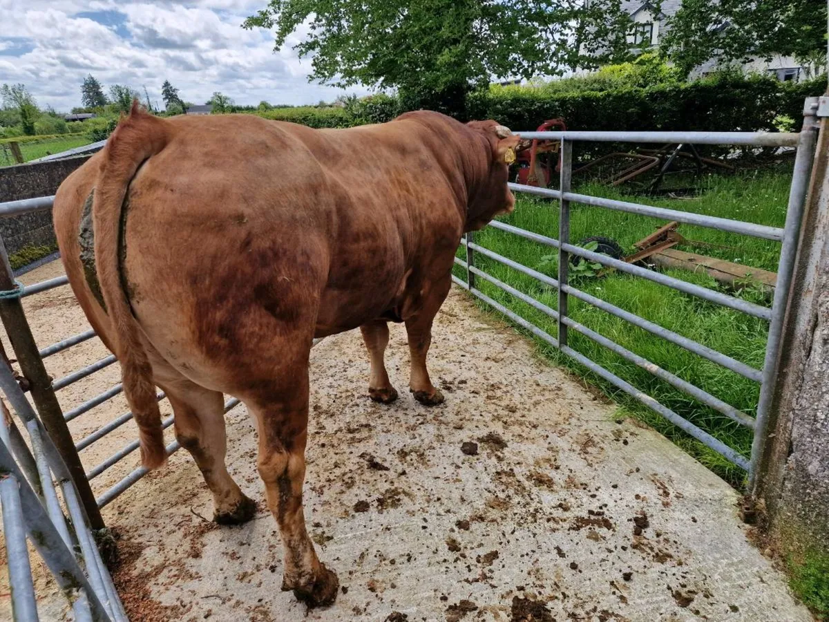 Limousin BULL - Image 2