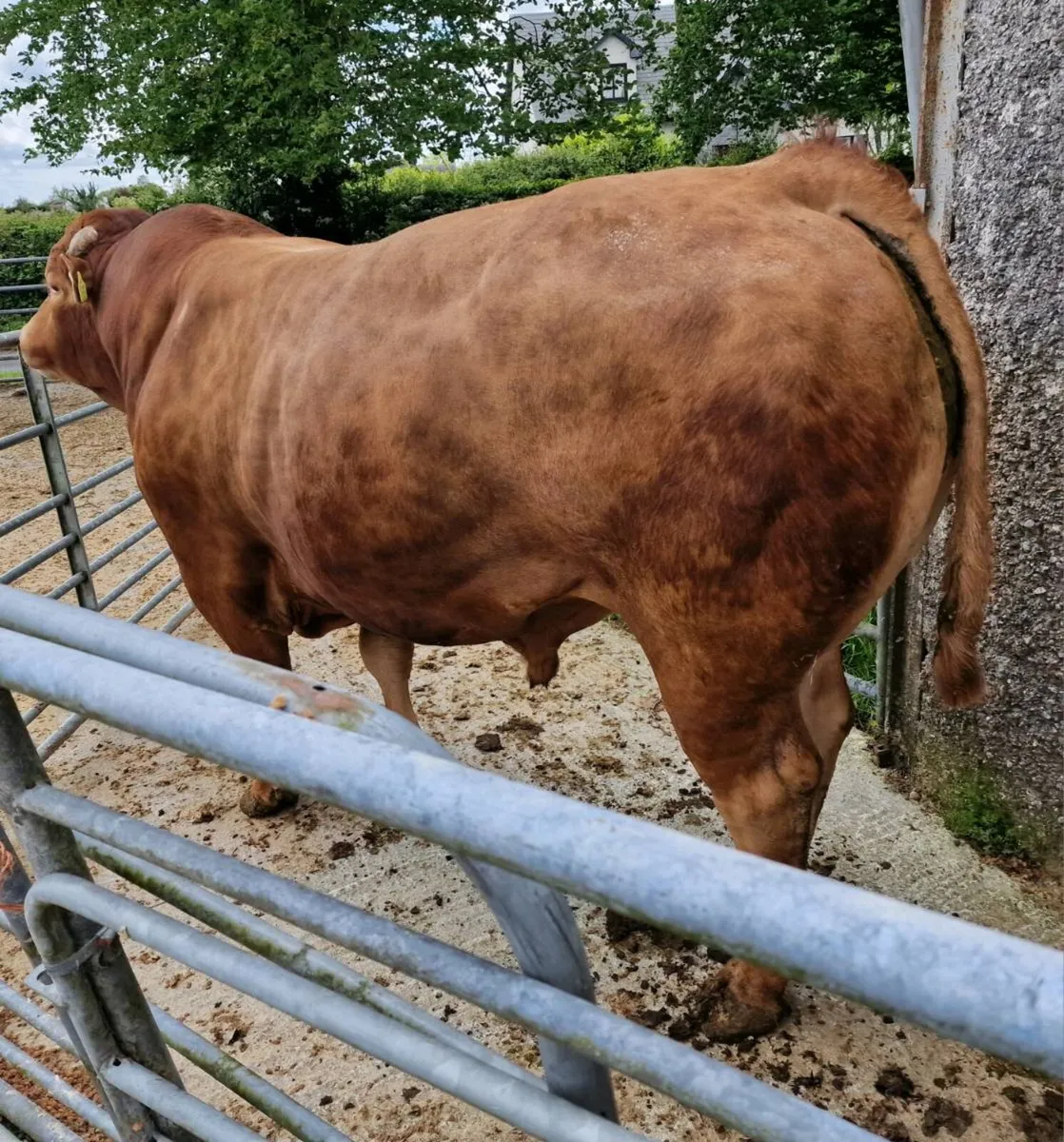 Limousin BULL - Image 3
