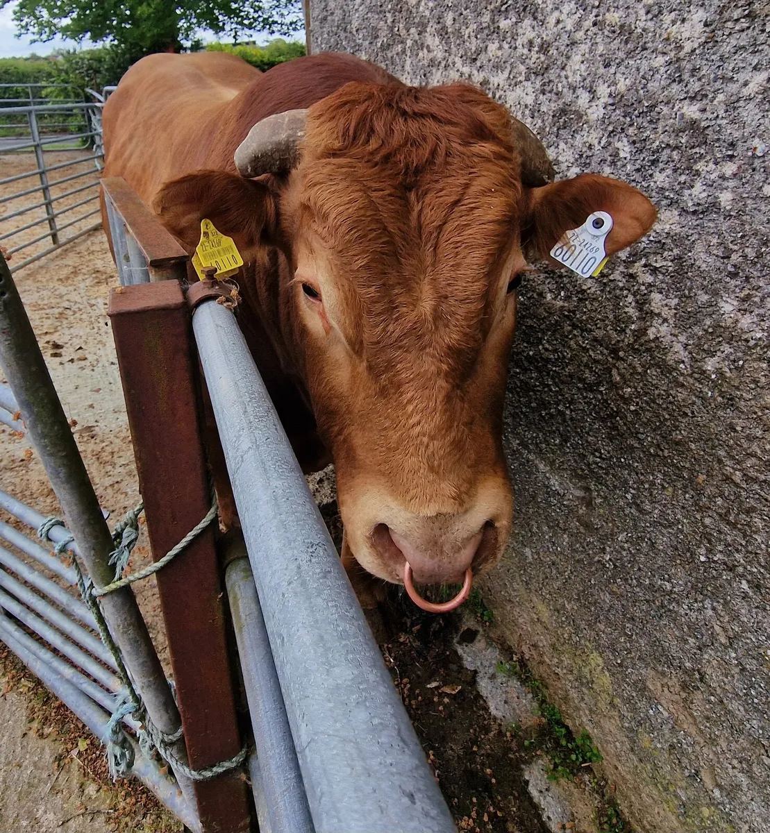 Limousin BULL - Image 4