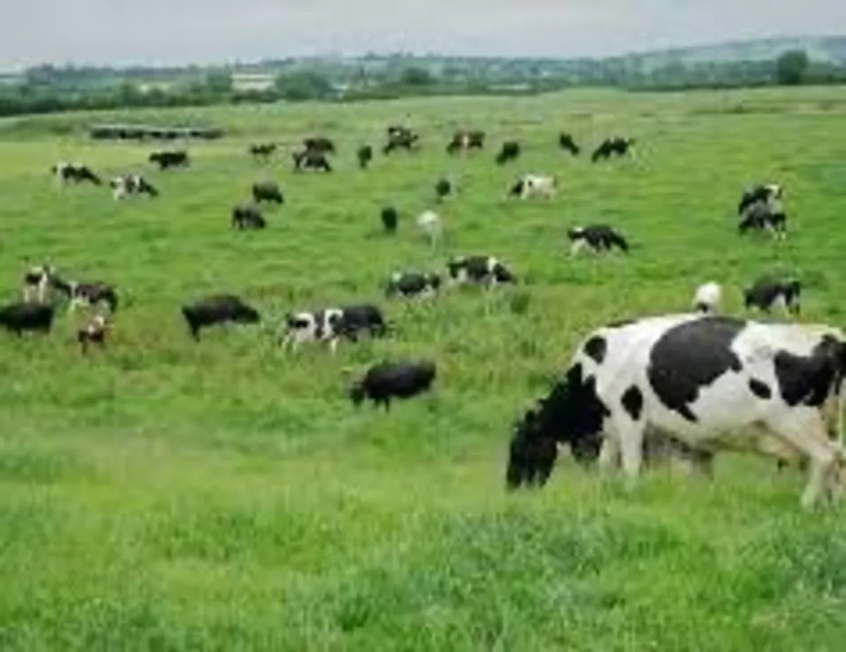 Dairy Farm Worker - Image 1