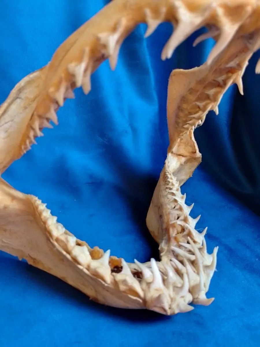 Can post Mako Shark jaw taxidermy - Image 3