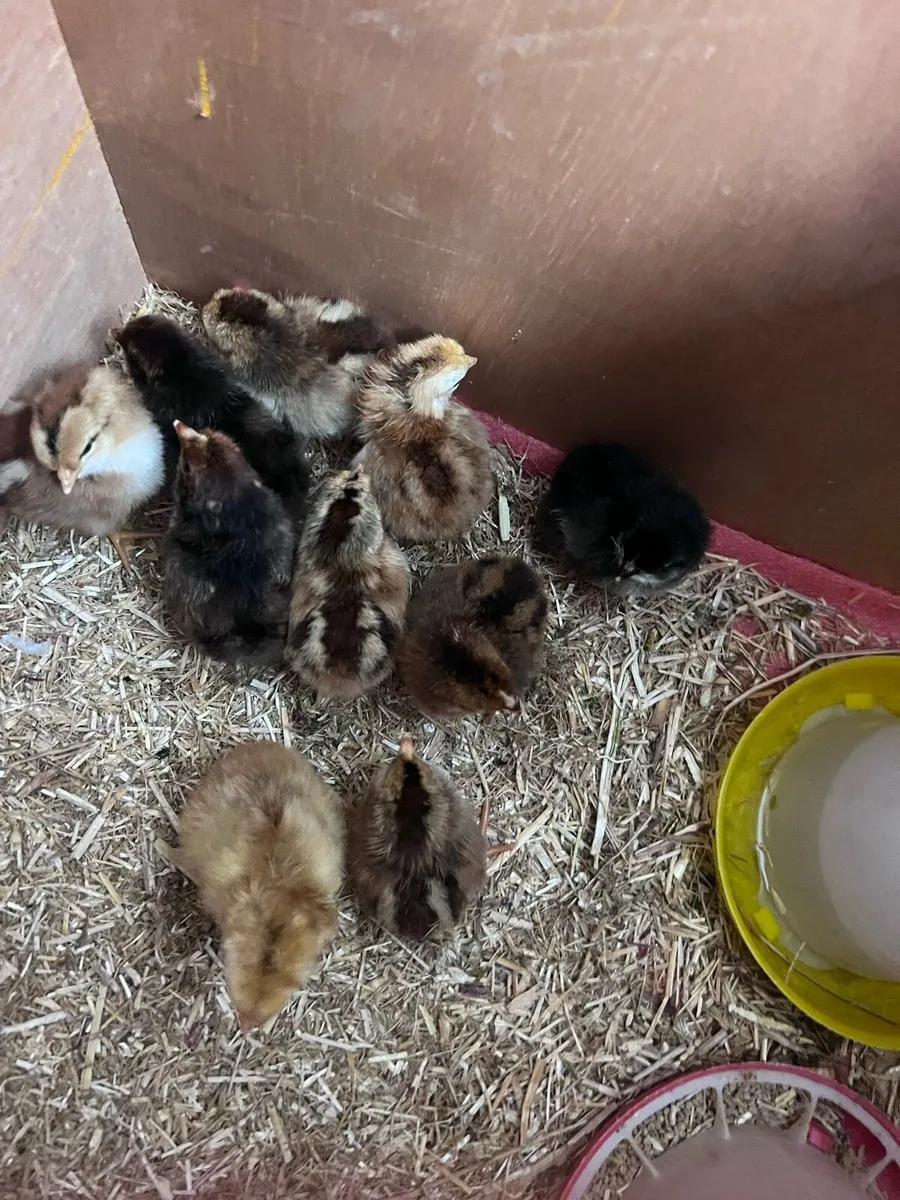 Hatching eggs - Image 2