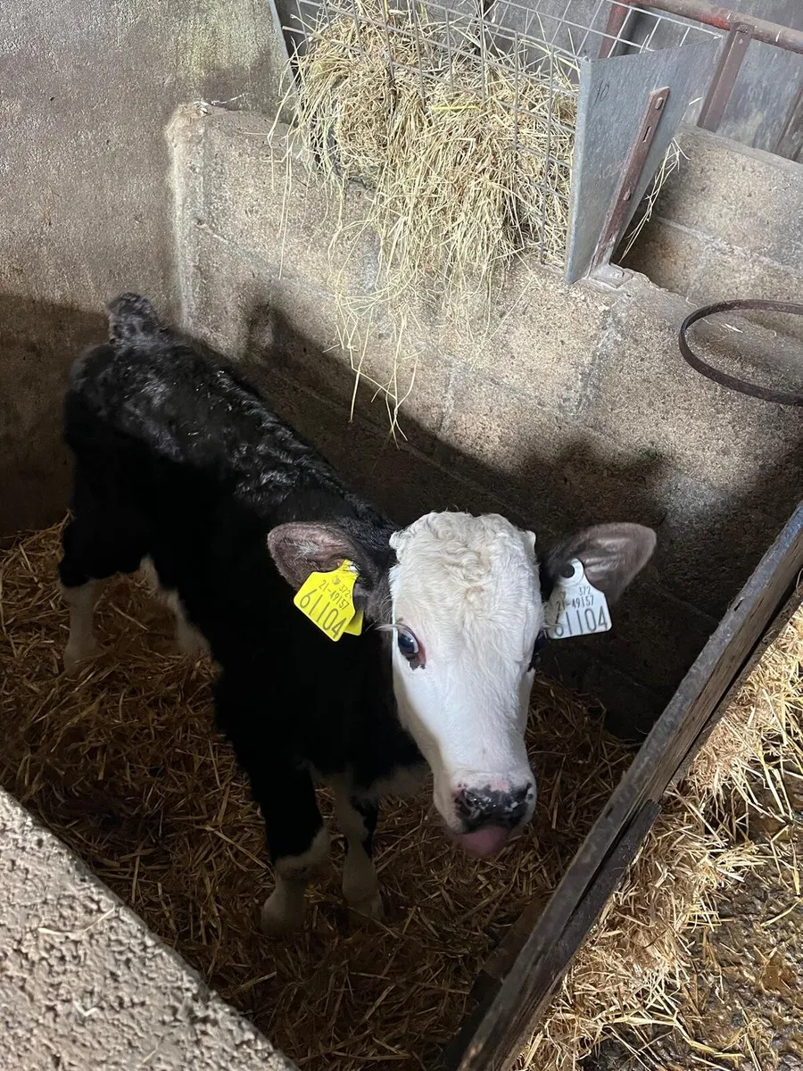 Cattle - Image 1
