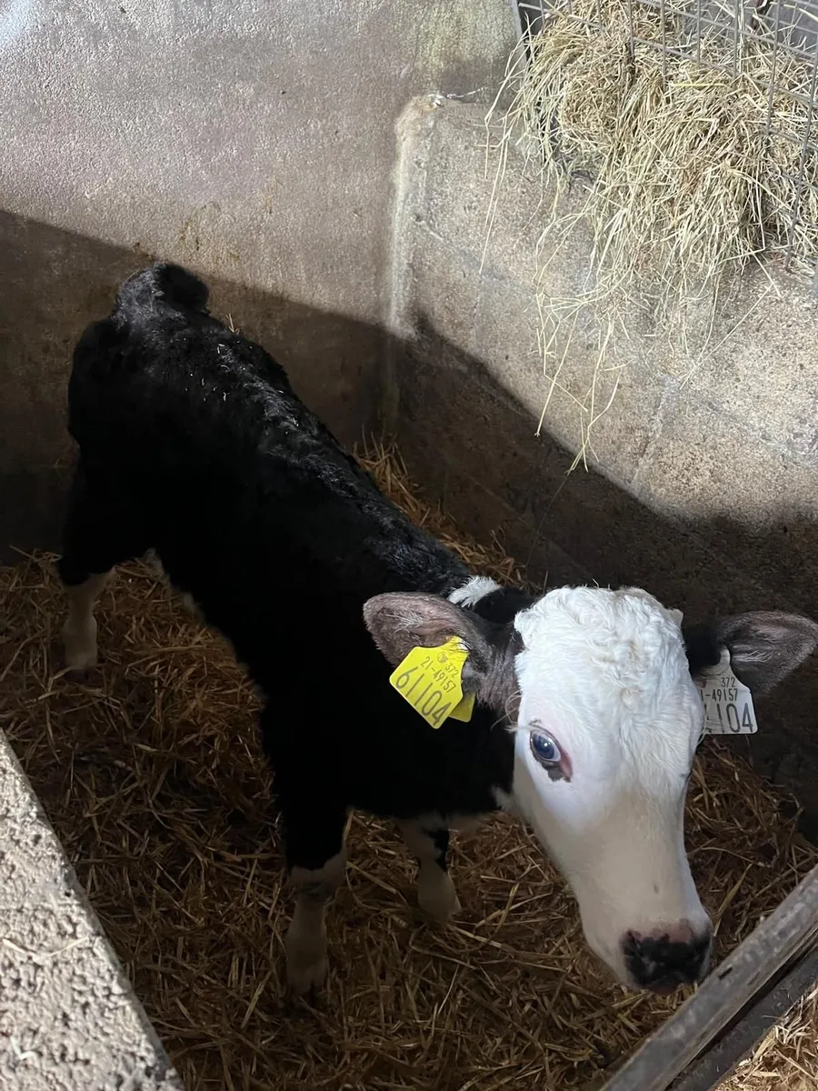 Cattle - Image 2