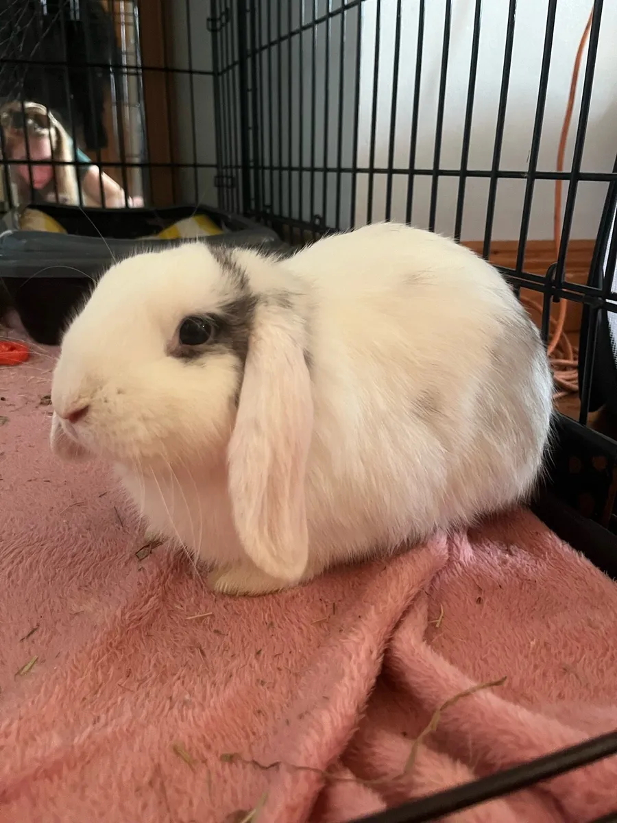 Mini Lop Bunny Male - Image 1