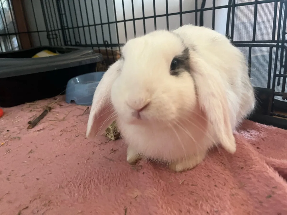 Mini Lop Bunny Male - Image 2
