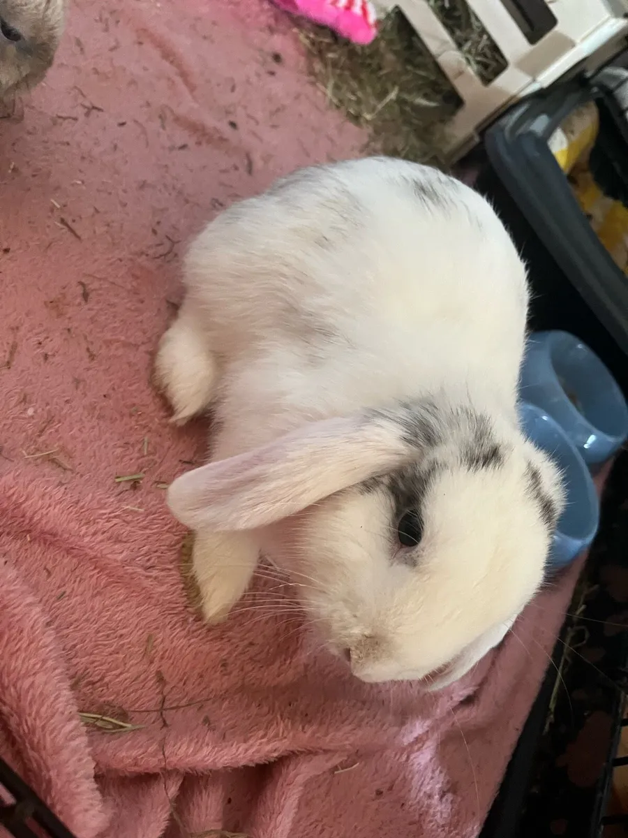 Mini Lop Bunny Male - Image 3