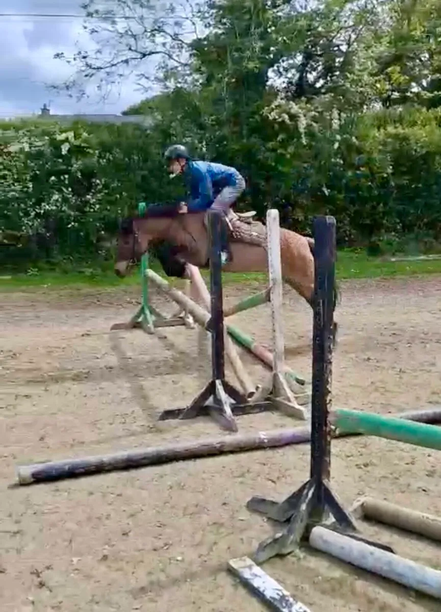 12.2 pony for sale - Image 3