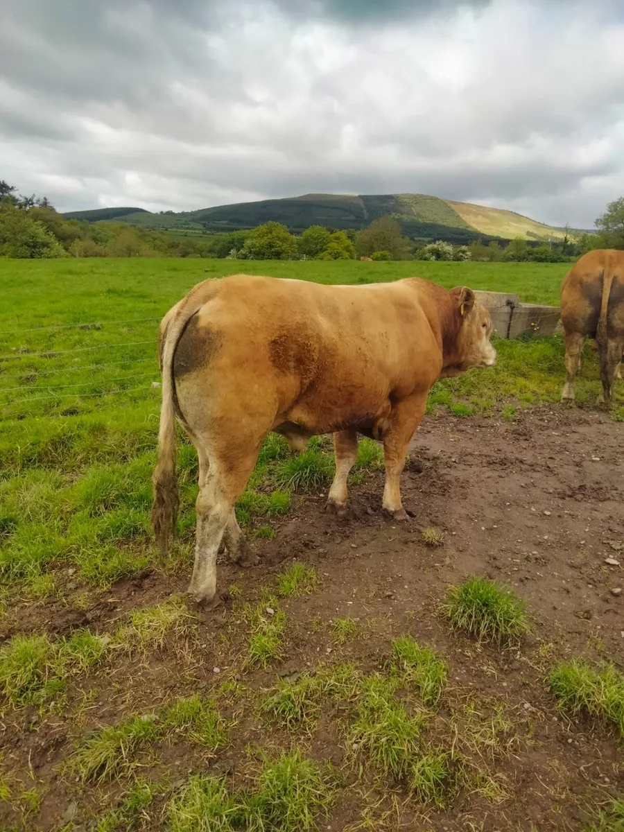 P B R. Limousin Bull - Image 1
