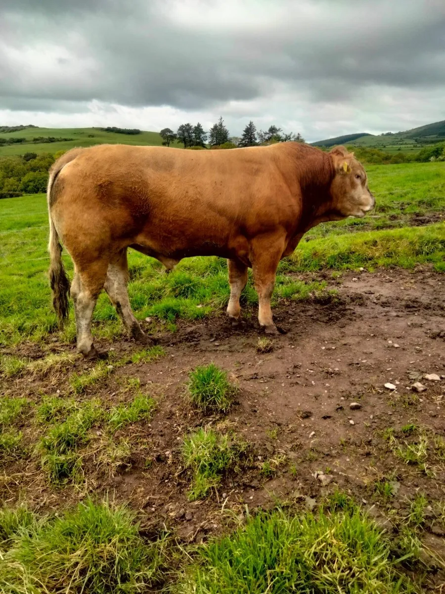 P B R. Limousin Bull - Image 2