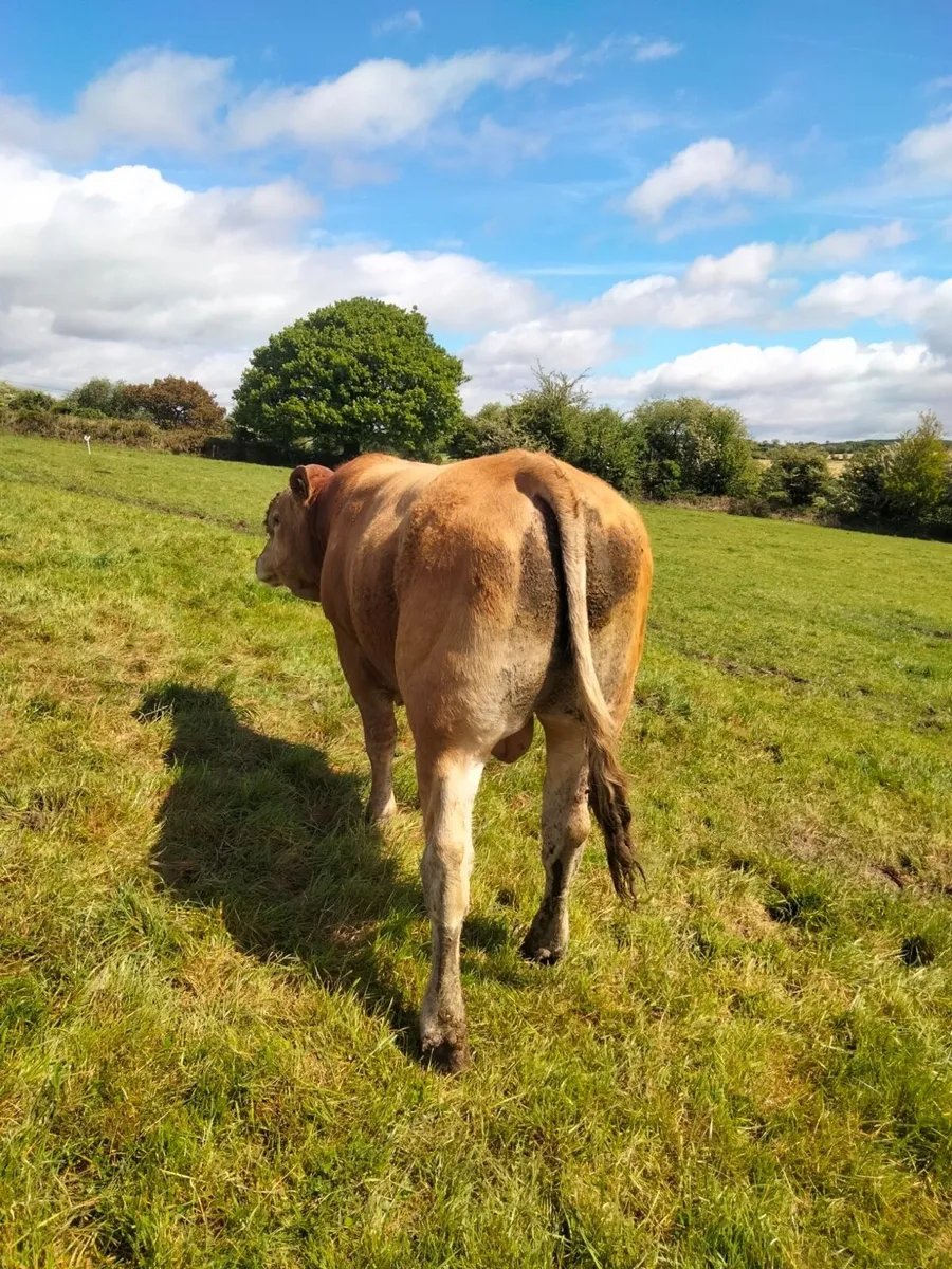 P B R. Limousin Bull - Image 3