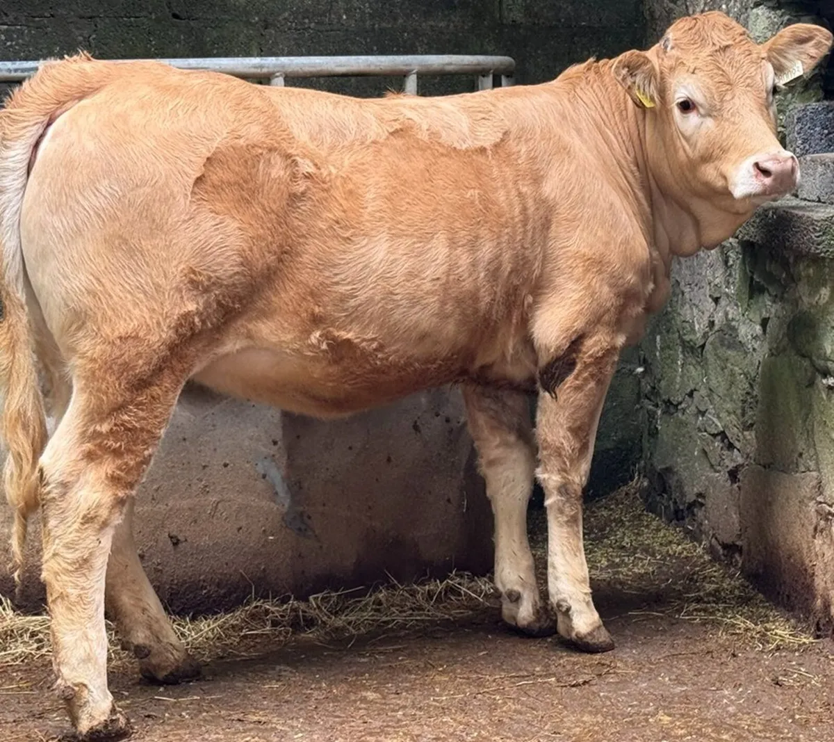 Top Quality Limousin Heifer - Image 2