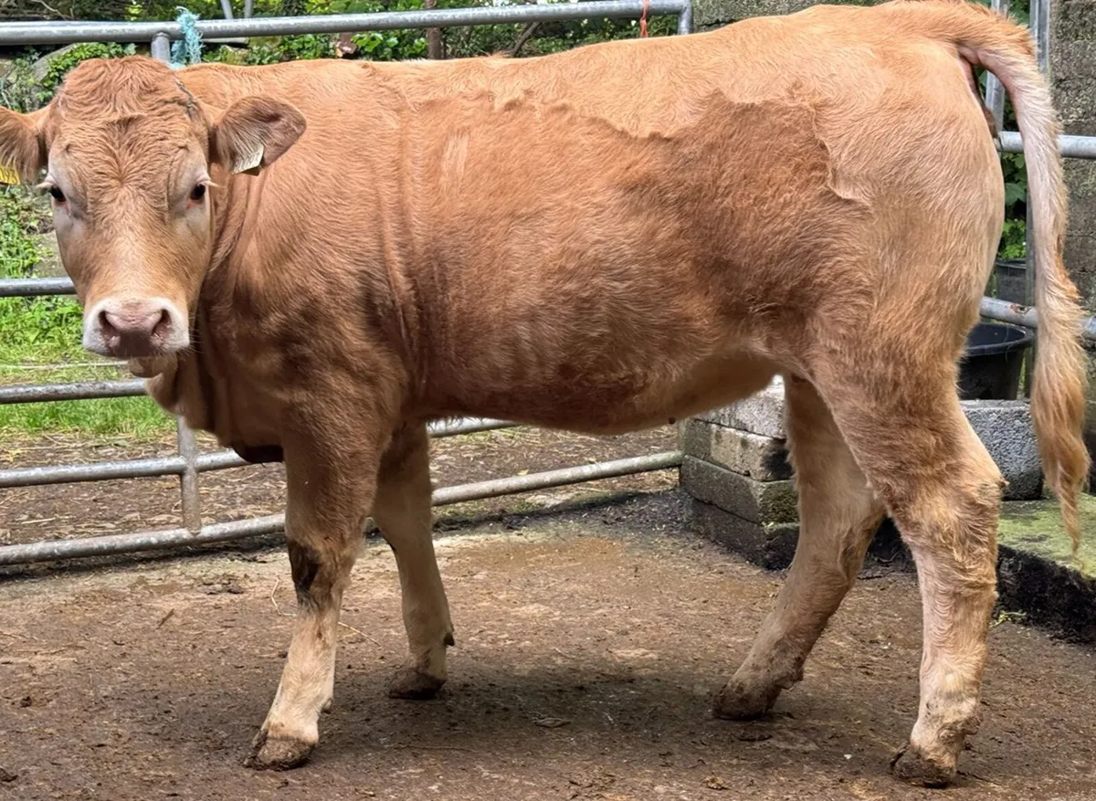 Top Quality Limousin Heifer - Image 3