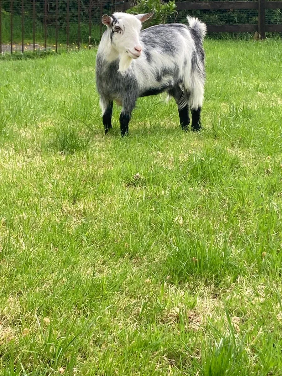 Female Pygmy Goats and Castrated Males - Image 1