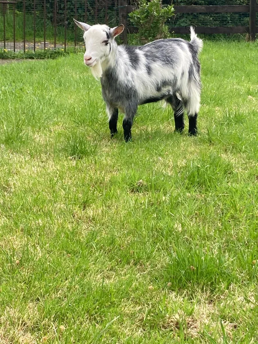 Female Pygmy Goats and Castrated Males - Image 2