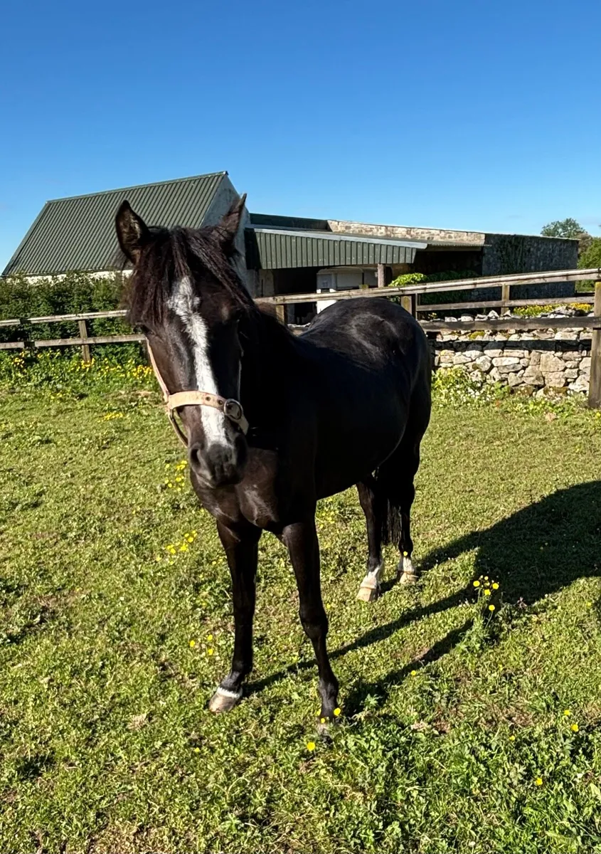 CLASSY 138cm QUALITY YOUNG FILLY - Image 1