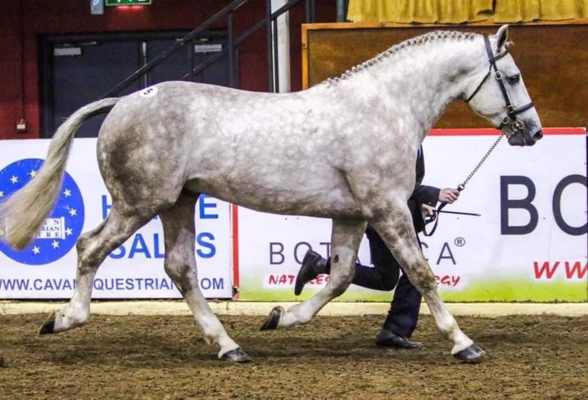 Irish Draught Stallion at Stud - Image 3