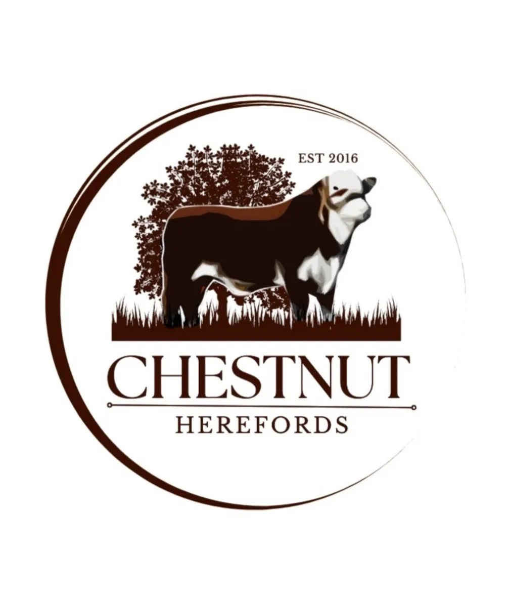 Pedigree Hereford bulls - Image 3