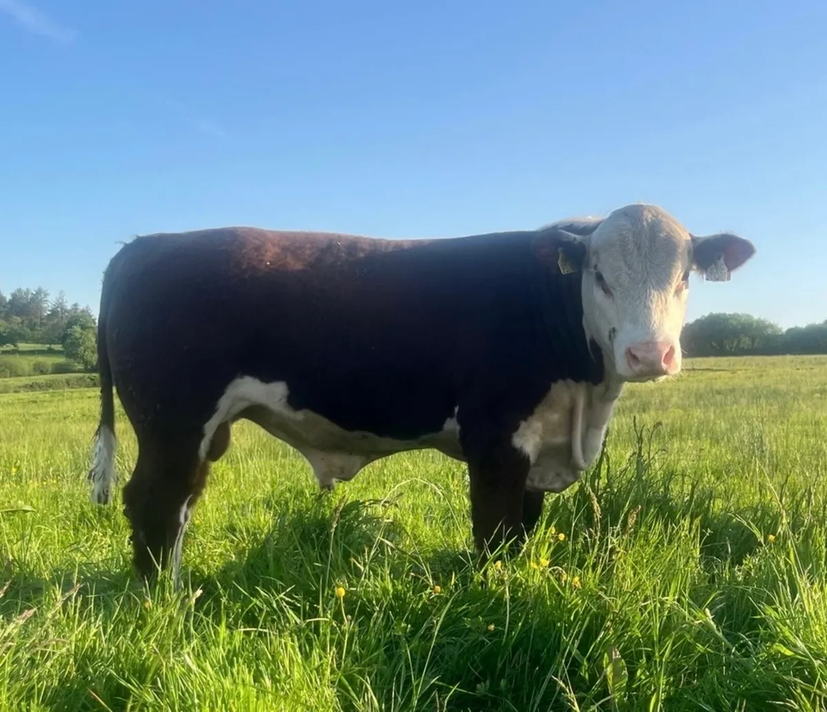 Pedigree Hereford bulls - Image 1