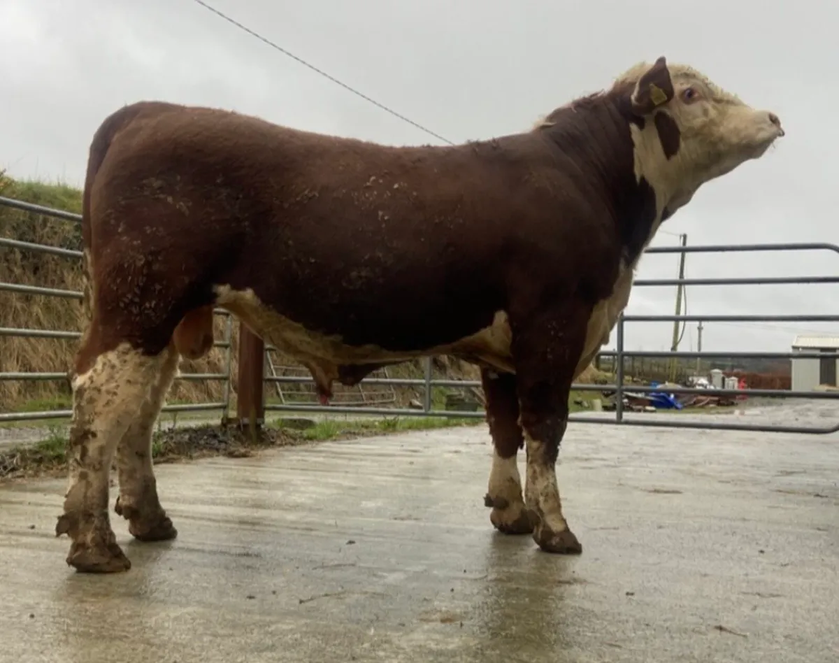 Pedigree Hereford bulls - Image 4