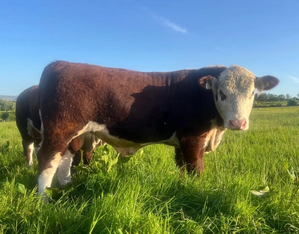 Pedigree Hereford bulls - Image 4