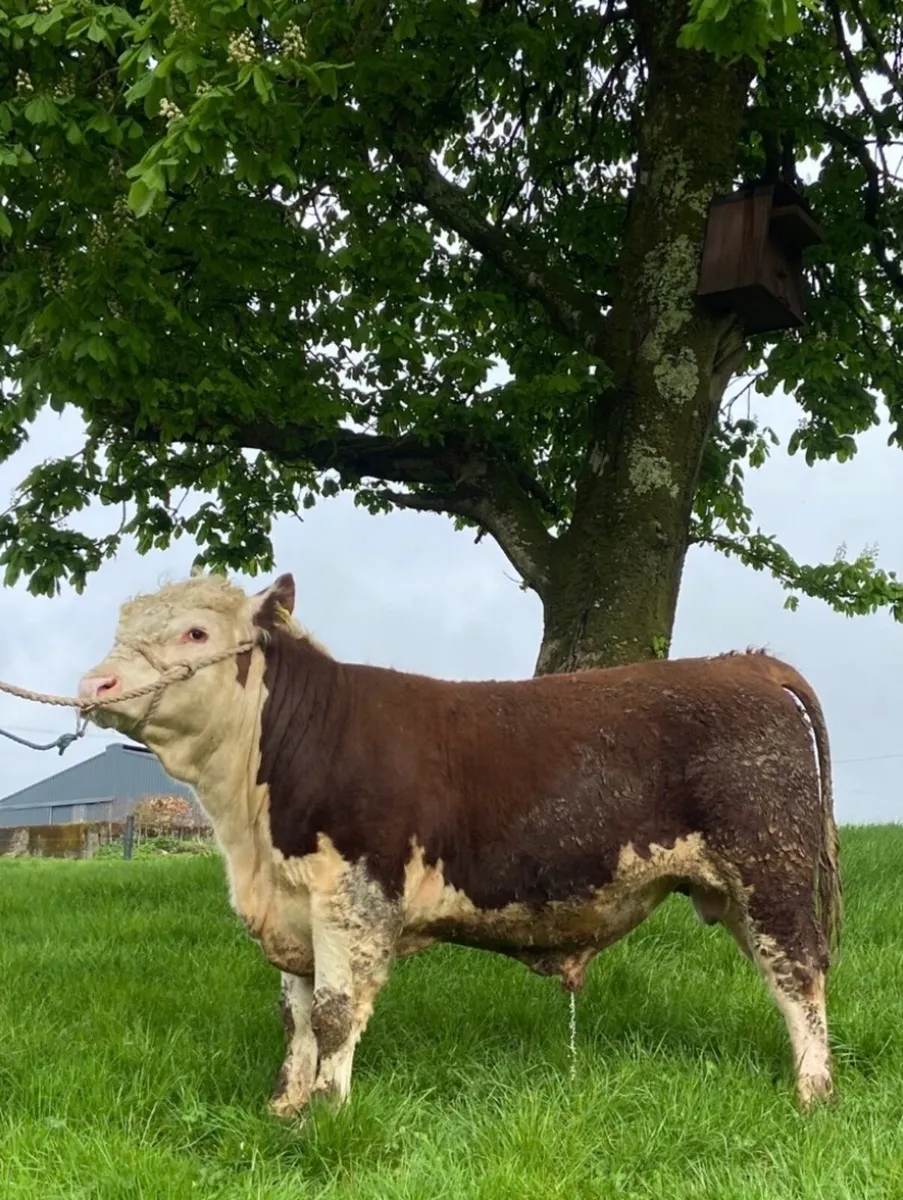 Pedigree Hereford bulls - Image 2